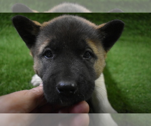 Akita Puppy for Sale in LICKING, Missouri USA