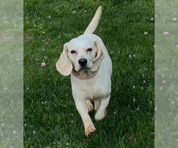 Medium Photo #1 Beagle Puppy For Sale in Landenberg, PA, USA