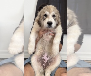 Great Pyrenees Puppy for sale in SAN DIEGO, CA, USA