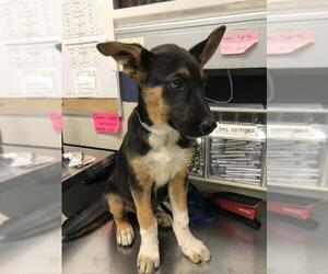 German Shepherd Dog-Unknown Mix Dogs for adoption in Conroe, TX, USA