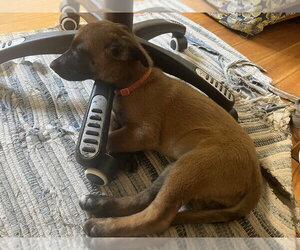 Font Litter - Geneva - Located in Georgia - Female Mutt Dog for Adoption - Photo #3
