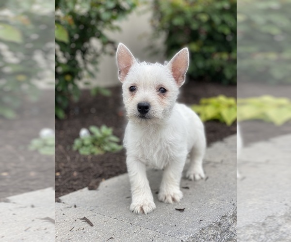Medium Photo #3 West Highland White Terrier Puppy For Sale in CANOGA, NY, USA