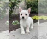 Small #2 West Highland White Terrier