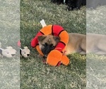 Litter of 9 - Male(s) and Female(s) ShollieLitter of Puppies for Sale - Photo #5