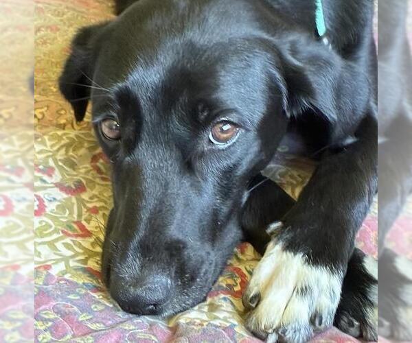 Medium Photo #10 Labrador Retriever-Unknown Mix Puppy For Sale in San Diego, CA, USA
