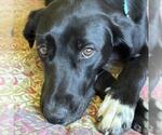 Small #9 Labrador Retriever Mix