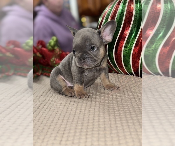 Medium Photo #23 French Bulldog Puppy For Sale in HILTON, NY, USA
