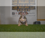 Small #3 American Bully
