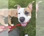 Small #1 American Pit Bull Terrier