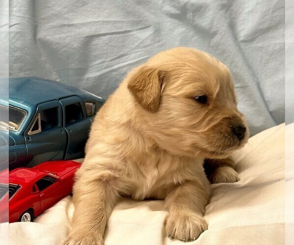 Medium Photo #1 Golden Retriever Puppy For Sale in DALTON, GA, USA