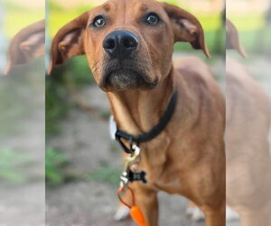 Bear - Male Labrador Retriever-Unknown Mix Dog for Adoption - Photo #3