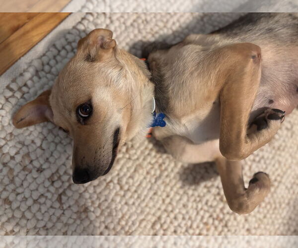 Medium Photo #7 Beagle-Unknown Mix Puppy For Sale in Minneapolis, MN, USA