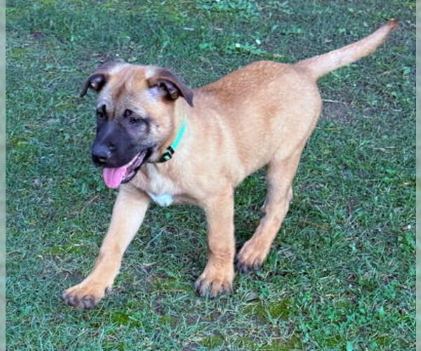 Medium Photo #3 Mutt Puppy For Sale in Ventura, CA, USA