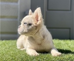 Small Photo #8 French Bulldog Puppy For Sale in TAMPA, FL, USA