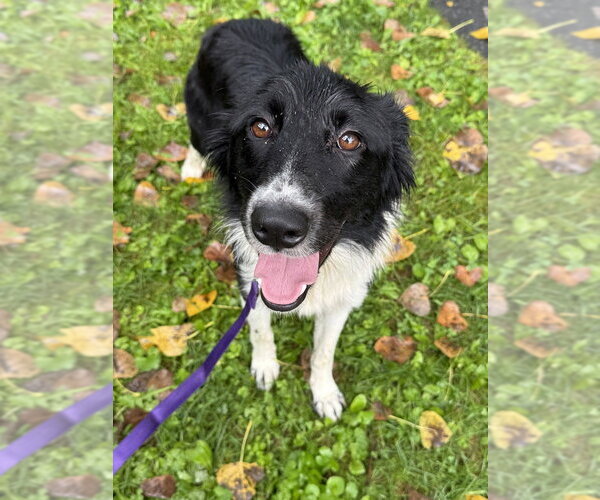 Medium Photo #1 Border Collie-Unknown Mix Puppy For Sale in Elmsford, NY, USA