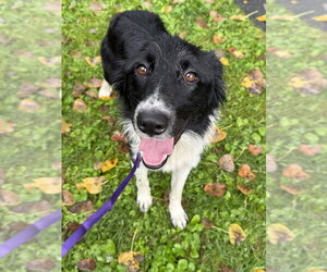 Border Collie-Unknown Mix Dogs for adoption in Elmsford, NY, USA