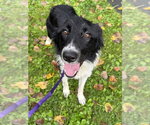 Small Border Collie Mix