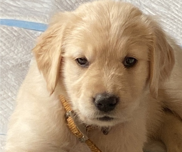 Medium Photo #2 Golden Retriever Puppy For Sale in LYNNWOOD, WA, USA
