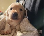 Puppy Sunny Labrador Retriever