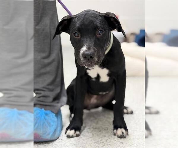Medium Photo #1 American Staffordshire Terrier-Labrador Retriever Mix Puppy For Sale in Canfield, OH, USA