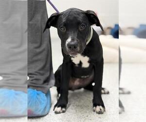 American Staffordshire Terrier-Labrador Retriever Mix Dogs for adoption in Canfield, OH, USA
