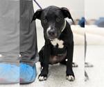 Small American Staffordshire Terrier-Labrador Retriever Mix