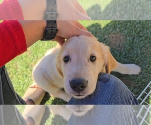 Golden Retriever Puppy for Sale in SAN DIEGO, California USA