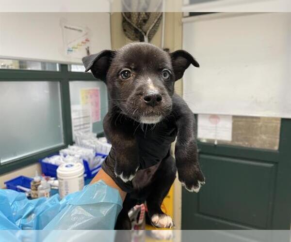 Medium Photo #1 American Pit Bull Terrier Puppy For Sale in Pasadena, CA, USA