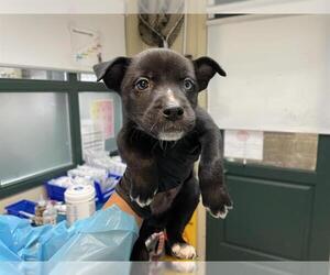 Medium American Pit Bull Terrier