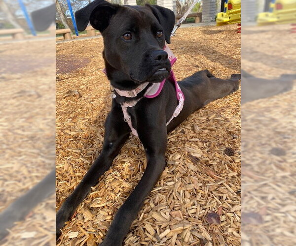 Medium Photo #5 Boxador Puppy For Sale in San Diego, CA, USA