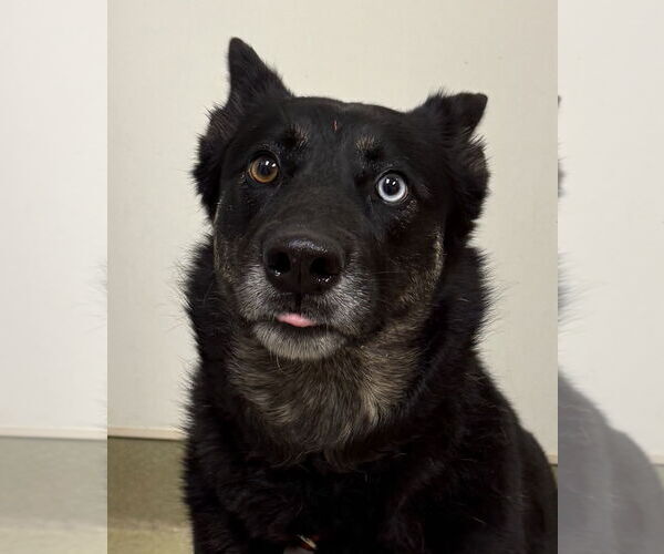 Medium Photo #1 Mutt Puppy For Sale in Petaluma, CA, USA