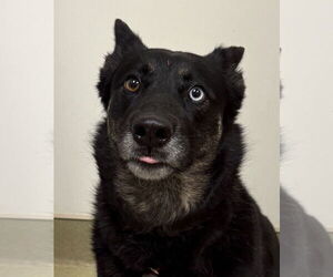 Mutt Dogs for adoption in Petaluma, CA, USA