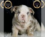 Puppy Angus English Bulldog