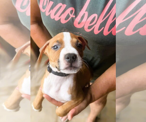Medium Photo #2 Mutt Puppy For Sale in Jackson, MS, USA