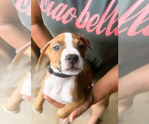 Eli - Male Mutt Dog for Adoption - Photo #2