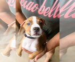 Small Photo #2 Mutt Puppy For Sale in Jackson, MS, USA