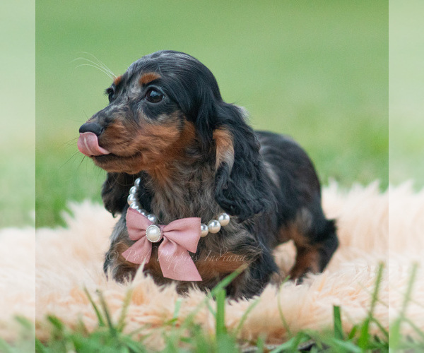 Medium Photo #54 Dachshund Puppy For Sale in WARSAW, IN, USA