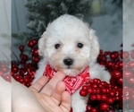 Small Photo #3 Bichon Frise Puppy For Sale in BECKS MILLS, OH, USA