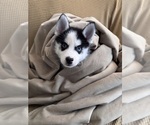 Small #5 Pomsky