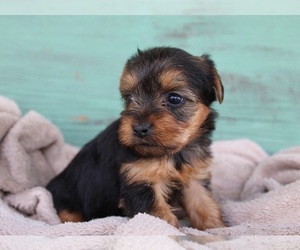 Yorkshire Terrier Puppy for Sale in MANES, Missouri USA