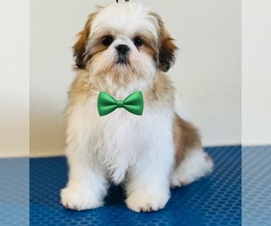 Shih Tzu Litter for sale in ORLANDO, FL, USA