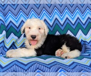 Old English Sheepdog Puppy for sale in PORT DEPOSIT, MD, USA
