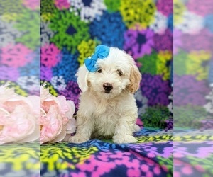 Lhasa-Poo Dog for Adoption in LINCOLN UNIVERSITY, Pennsylvania USA
