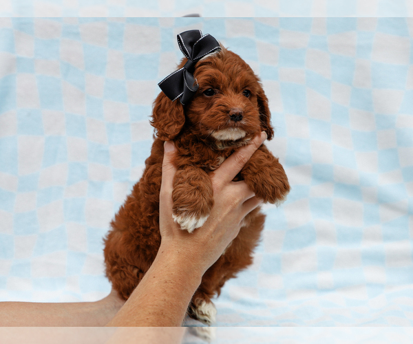 Medium Photo #5 Cavapoo-Poodle (Toy) Mix Puppy For Sale in LIBERTY, KY, USA