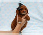 Small #4 Cavapoo-Poodle (Toy) Mix