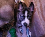 Small Photo #4 Siberian Husky Puppy For Sale in BELOIT, WI, USA