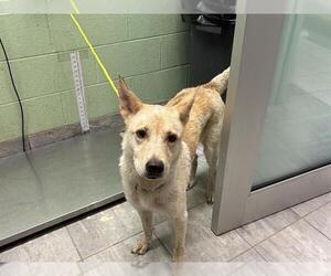 Labrador Retriever-Unknown Mix Dogs for adoption in Grand Prairie, TX, USA