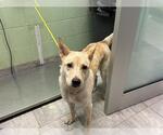 LUCINDA - Female Labrador Retriever-Unknown Mix Dog for Adoption - Small photo
