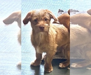 Chiweenie-Shih Tzu Mix Dog for Adoption in MAHWAH, New Jersey USA