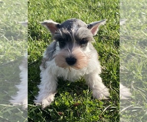 Schnauzer (Miniature) Puppy for sale in CANOGA, NY, USA